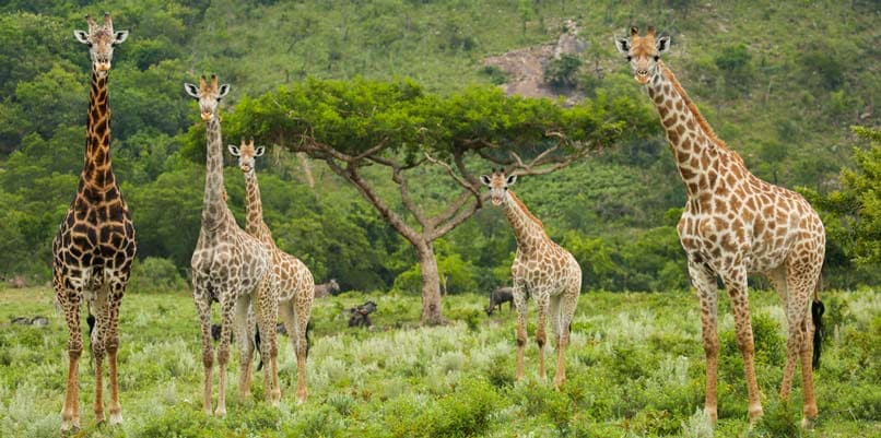 Kilimanjaro National Park - Tanzania