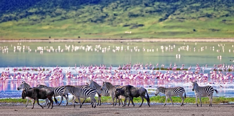 Zebras - Serengeti National Park