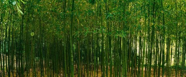 Trsteno arboretum bamboo forest